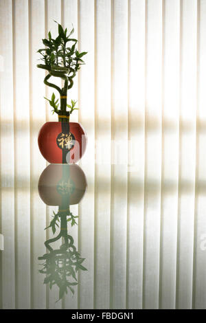 Lucky Bambuspflanze Stockfoto