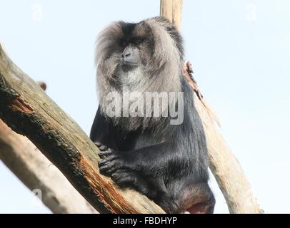 Nahaufnahme eines indischen Löwen-tailed Macaque oder Wanderoo (Macaca Silenus) hoch oben in einem Baum Stockfoto