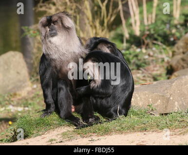 Drei indische Bartaffe oder Wanderoos (Macaca Silenus) pflegen einander Stockfoto