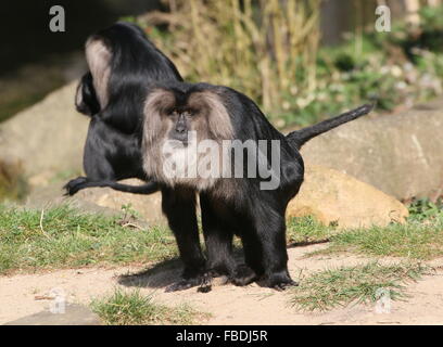 Nahaufnahme eines indischen Löwen-tailed Macaque oder Wanderoo (Macaca Silenus) Stockfoto