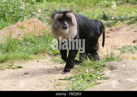 Nahaufnahme eines indischen Löwen-tailed Macaque oder Wanderoo (Macaca Silenus) Stockfoto