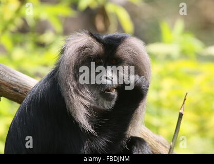 Löwe-tailed Macaque oder Wanderoo (Macaca Silenus) auf Zweigen & Blätter kauen Stockfoto