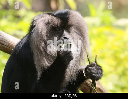 Nahaufnahme eines indischen Löwen-tailed Macaque oder Wanderoo (Macaca Silenus) auf Zweigen & Blätter kauen Stockfoto