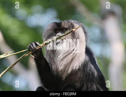 Nahaufnahme eines indischen Löwen-tailed Macaque oder Wanderoo (Macaca Silenus) kauen auf Zweigen und Ästen Stockfoto