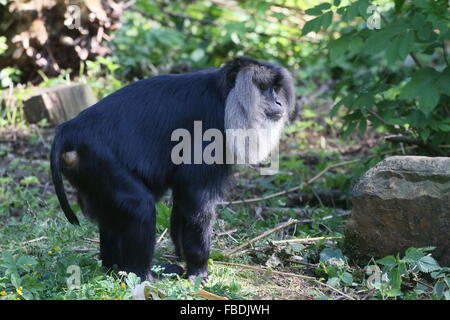 Nahaufnahme eines indischen Löwen-tailed Macaque oder Wanderoo (Macaca Silenus) Stockfoto