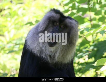 Nahaufnahme eines indischen Löwen-tailed Macaque oder Wanderoo (Macaca Silenus) Stockfoto
