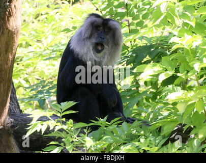 Indische Löwen-tailed Macaque oder Wanderoo (Macaca Silenus), Gähnen auf einem Ast Stockfoto