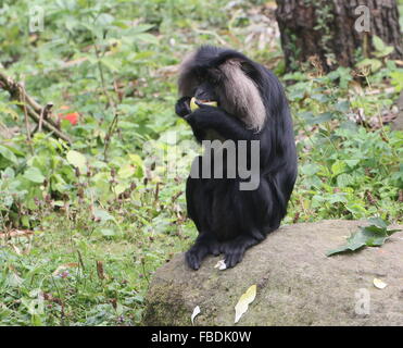 Nahaufnahme eines indischen Löwen-tailed Macaque oder Wanderoo (Macaca Silenus) Essen ein Stück Obst Stockfoto