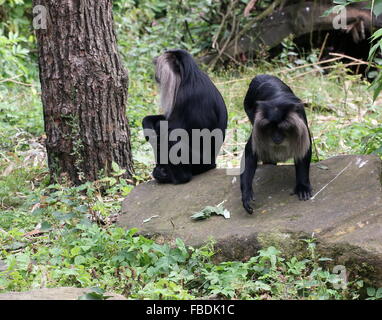 Paar indischen Bartaffe oder Wanderoos (Macaca Silenus) Stockfoto