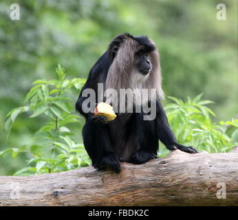 Nahaufnahme eines indischen Löwen-tailed Macaque oder Wanderoo (Macaca Silenus) einen Apfel essen Stockfoto