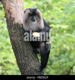 Nahaufnahme eines indischen Löwen-tailed Macaque oder Wanderoo (Macaca Silenus) in einem Baum, ein Stück Obst zu essen Stockfoto