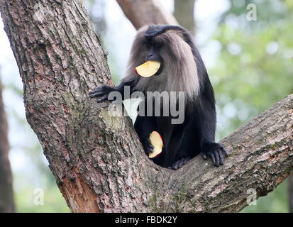 Nahaufnahme eines indischen Löwen-tailed Macaque oder Wanderoo (Macaca Silenus) Essen ein Stück Obst Stockfoto