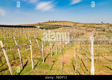 Weinbergen und Ackerland auf den Hügeln im Frühjahr, Italien. Stockfoto