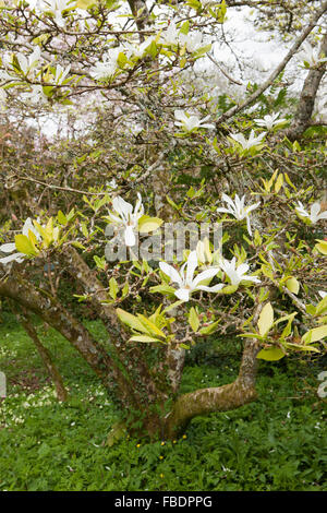 Magnolia Kobus blüht bei Ince Schloss nr Saltash Cornwall, Garten der Öffentlichkeit sind. Stockfoto