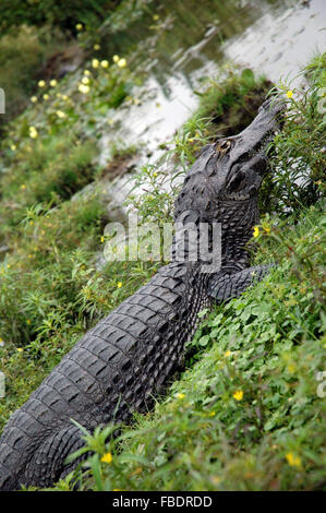 Alligator in den Esteros del Iberá Stockfoto