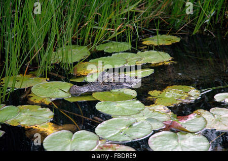 Alligator in den Esteros del Iberá Stockfoto