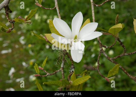 Magnolia Kobus blüht bei Ince Schloss nr Saltash Cornwall, Garten der Öffentlichkeit sind Stockfoto