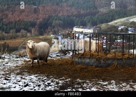 Nant y Moel, Mid Glamorgan, Südwales. 15th. Januar 2016: Schafe weiden auf Heu an einer Futterstelle oberhalb des Dorfes Nant y Moel im oberen Ogmore Valley in Südwales. Mehrere Zentimeter Schnee fielen über Nacht auf die Hügel, was das Met Office dazu veranlasste, eine Unwetterwarnung über Schnee und Eis für die Region mit gelbem Niveau auszustellen. Das wechselhafte Wetter mit einer Mischung aus Schneefällen und Sonnenschein hat sich den ganzen Morgen über fortgesetzt. Quelle: James Brunker/Alamy Live News Stockfoto