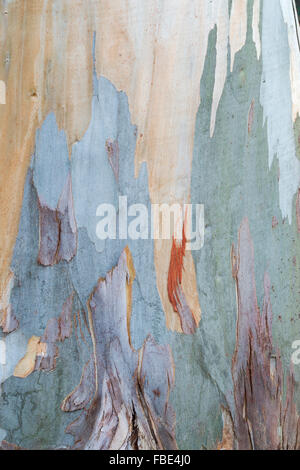 Eukalyptus glaucescens. Tingiringi Gummi Baumrinde Stockfoto