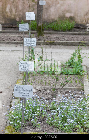 Bereich der Euganeischen Pflanzen und seltene oder gefährdete Triveneto, Botanischer Garten der Universität von Padova, Italien Stockfoto