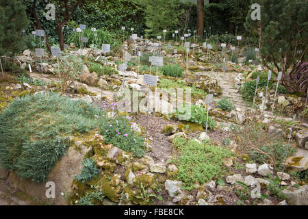 Botanischer Garten der Universität von Padua, Alpinum, Italien Stockfoto