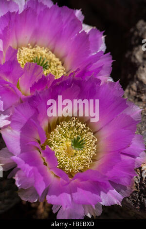 Zwei schöne rosa Blüten auf einem Spitzen Igel Kaktus, Echinocereus Reichenbachii. Stockfoto