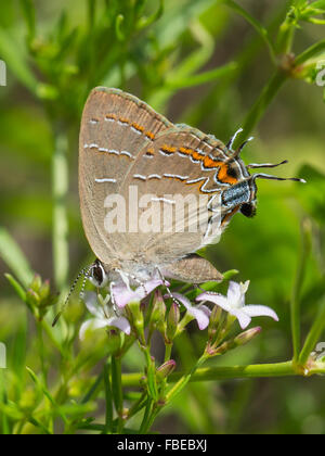 Eine frische Soapberry Zipfelfalter, Phaeostrymon Alcestis, Schmetterling Fütterung auf eine kleine weiße Blume Stockfoto