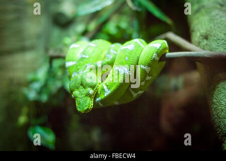 Ein Smaragd Baum Boa (Corallus Caninus), in Gefangenschaft im Vancouver Aquarium Marine Science Centre in Vancouver, Kanada. Stockfoto
