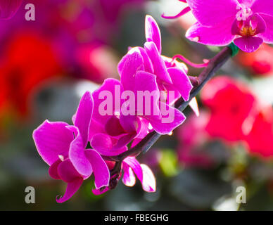 Rosa Orchideen im Garten Stockfoto