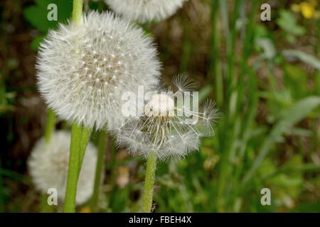 Nahaufnahme des weißen Löwenzahn Samenköpfe als Schlag-Ball und Glatzenbildung im Wind. Stockfoto