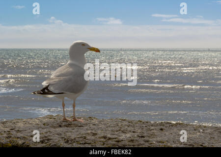 Eine Möwe auf der Ufermauer bei Lyme Regis Dorset Stockfoto