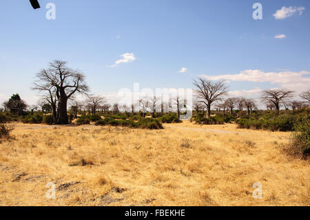 Afrikanischen Busch in Ruaha Stockfoto