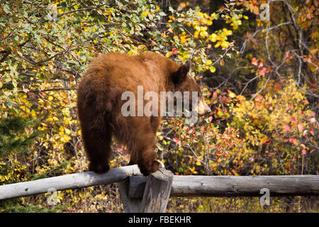 Ein schwarzer Bär balanciert auf einem Zaun beim Hawthorne Beeren entlang der Elch-Wilson Road in Grand Teton Nationalpark erreichen, Stockfoto