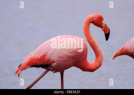 Nahaufnahme von einem Flamingo Stockfoto