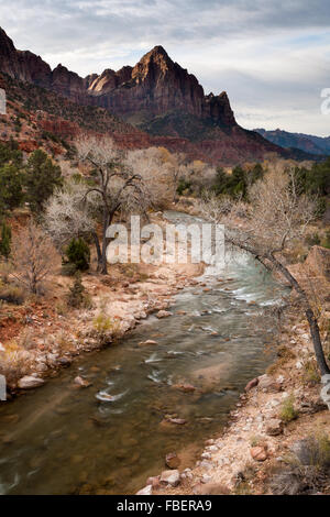 Der Wächter thront über dem Virgin River im Zion Nationalpark, Utah. Stockfoto