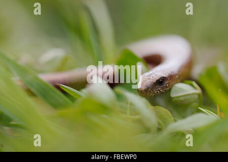 Langsam Wurm / Blindschleiche (geschiedenen Fragilis) kriechen durch niedrige grüne Vegetation, Kopf Porträt. Stockfoto