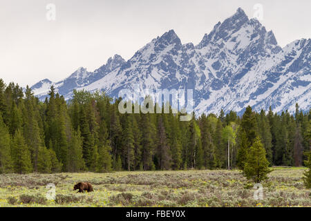 Grizzly Bear #399 geht vor die Teton Mountains früh im Frühjahr 2011 im Grand-Teton-Nationalpark, Wyoming. Stockfoto