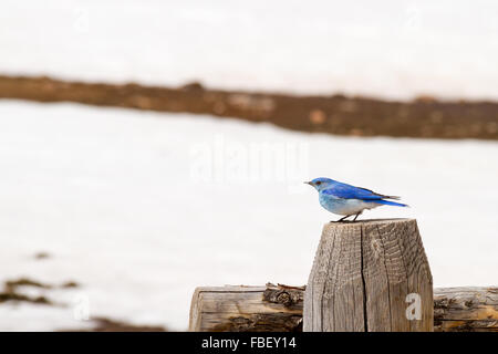 Ein Berg blauen Vogel steht thront auf einem hölzernen Zaunpfosten in Bridger-Teton National Forest, Wyoming. Stockfoto