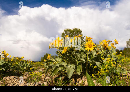 Balsamwurzel Wildblumen blühen unter Gewitterwolken im Grand-Teton-Nationalpark, Wyoming. Stockfoto