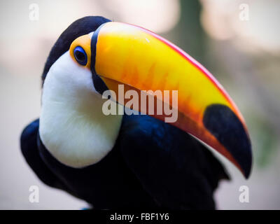 Nahaufnahme von exotischen brasilianischen Tukan Vogel in natürlicher Umgebung in Foz Do Iguaçu, Bundesstaat Parana, Brasilien. Stockfoto