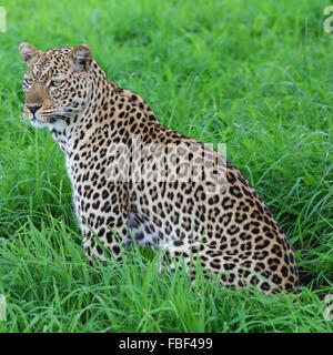 Leopardin sitzt in Grasgrün Stockfoto