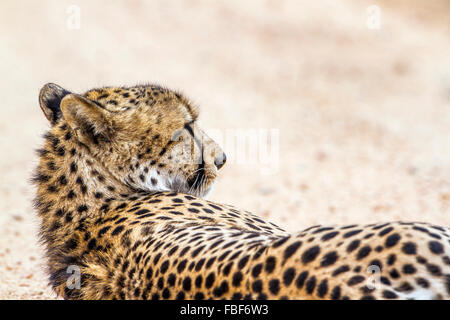 Gepard Specie Acinonyx Jubatus Familie felidae Stockfoto