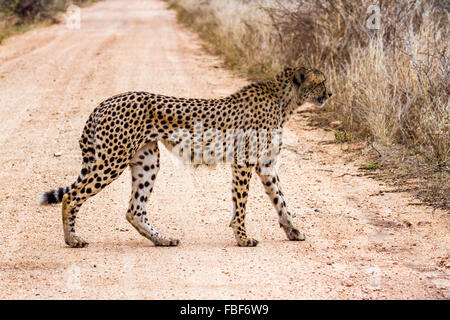 Gepard Specie Acinonyx Jubatus Familie felidae Stockfoto