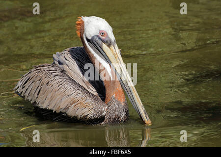 Ein braunen Pelikan (Pelecanus Occidentalis) schwimmen, Amerika Stockfoto