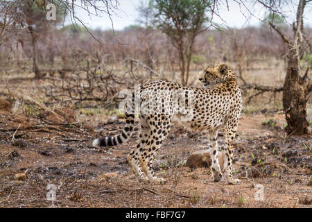 Gepard Specie Acinonyx Jubatus Familie felidae Stockfoto