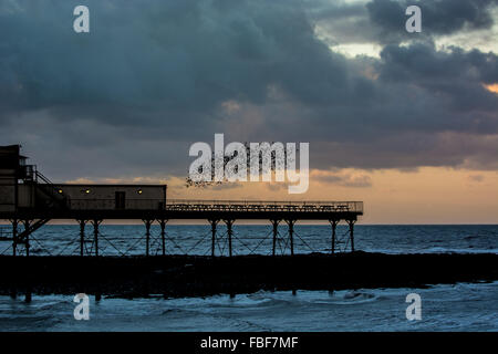 Aberystwyth, West Wales, UK 15. Januar 2016 - eine große Herde von Stare kommen nach Hause Roost in der Abenddämmerung. Die Stare-Tanz in der Luft über die Pier. Bildnachweis: Trebuchet Fotografie / Alamy Live News Stockfoto