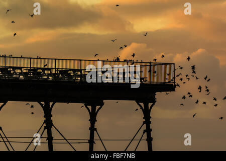 Aberystwyth, West Wales, UK 15. Januar 2016 - eine große Herde von Stare kommen nach Hause Roost in der Abenddämmerung. Die Stare ruhen auf der Schiene-Guard um den Pier vor dem Flug unter. Bildnachweis: Trebuchet Fotografie / Alamy Live News Stockfoto