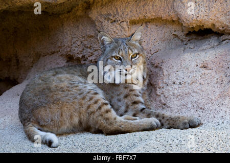 Rotluchs (Lynx Rufus / Felis Rufus) ruhen im Schatten am Höhleneingang, ursprünglich aus südlichen Kanada, Nordamerika und Mexiko Stockfoto