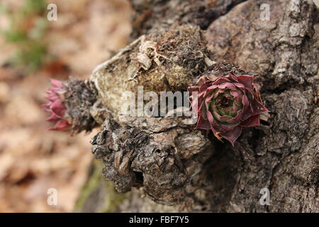 Saftige Blume auf Rinde Stockfoto