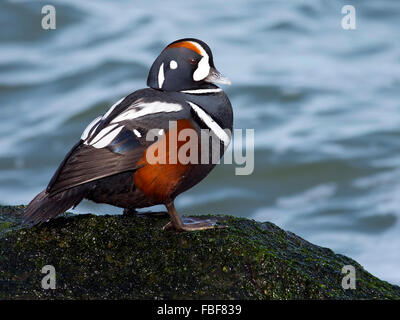 Männliche Harlekin Ente auf Moos bedeckt Steg Rock Stockfoto